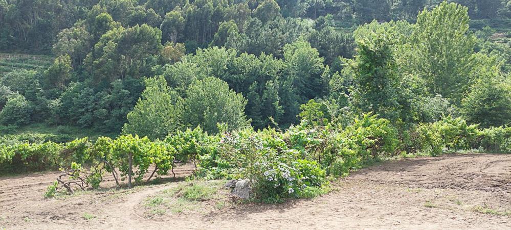 바이아오 Quinta Dos Castros Douro 빌라 외부 사진