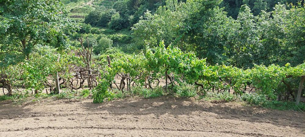 바이아오 Quinta Dos Castros Douro 빌라 외부 사진